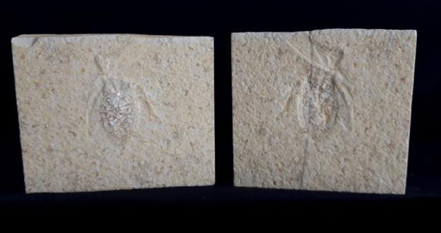 Scarabaeides deperditus GERMAR 1839 - Bild &copy; FossNet FossilienStore